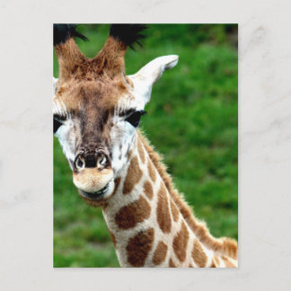 Giraffe Photo Postcard