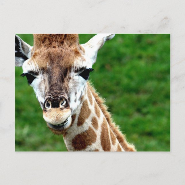 Giraffe Photo Postcard (Front)