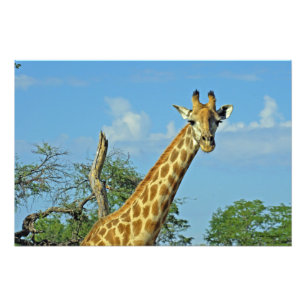 GIRAFFE PHOTO PRINT