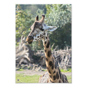 Giraffe Photo Print