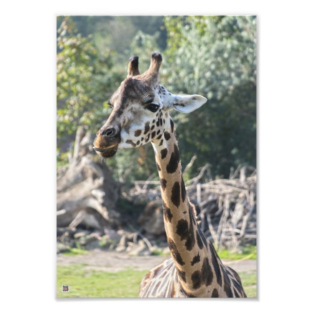 Giraffe Photo Print (Front)