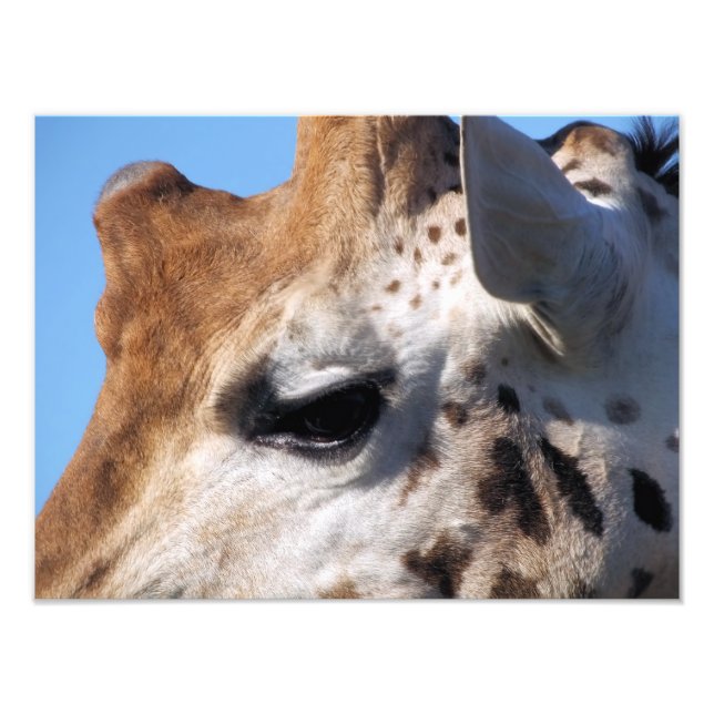 GIRAFFE   PHOTO PRINT (Front)