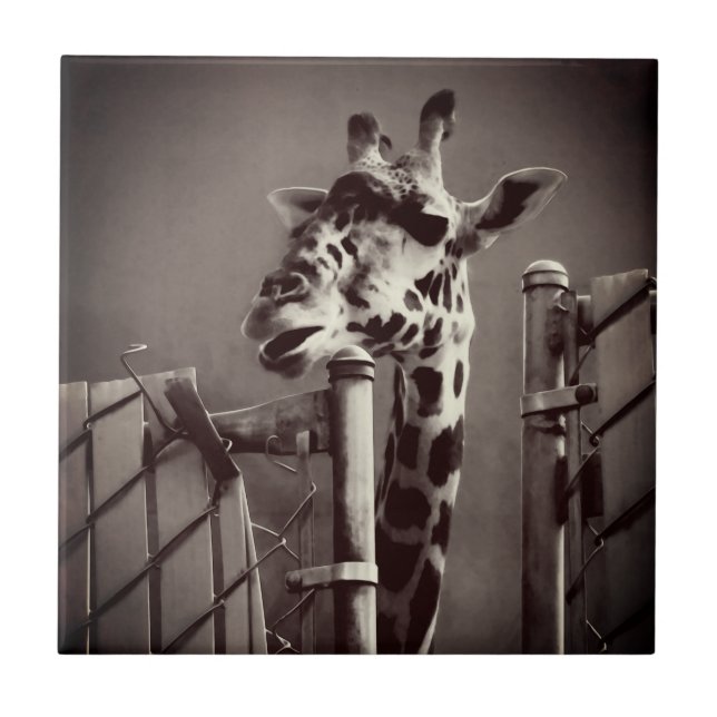 Giraffe Photograph - Vintage Style Tile (Front)