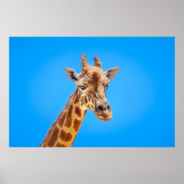 Giraffe Portrait against the Sky Poster (Front)