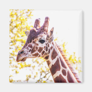 Giraffe Portrait Magnet