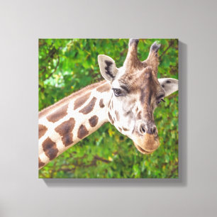 Giraffe Portrait - Wrapped Canvas