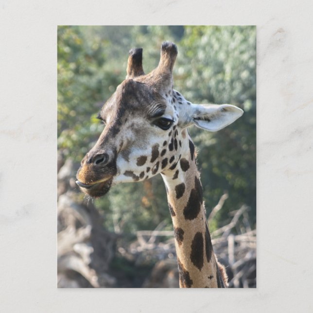Giraffe Postcard (Front)