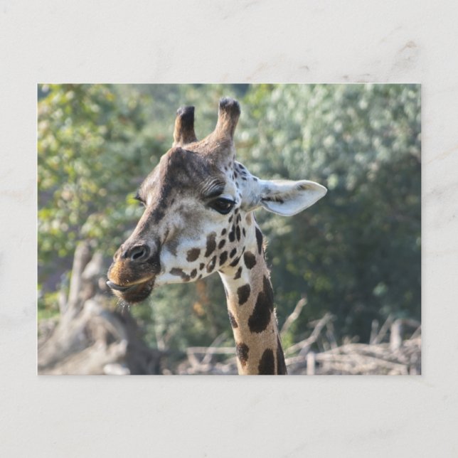 Giraffe Postcard (Front)