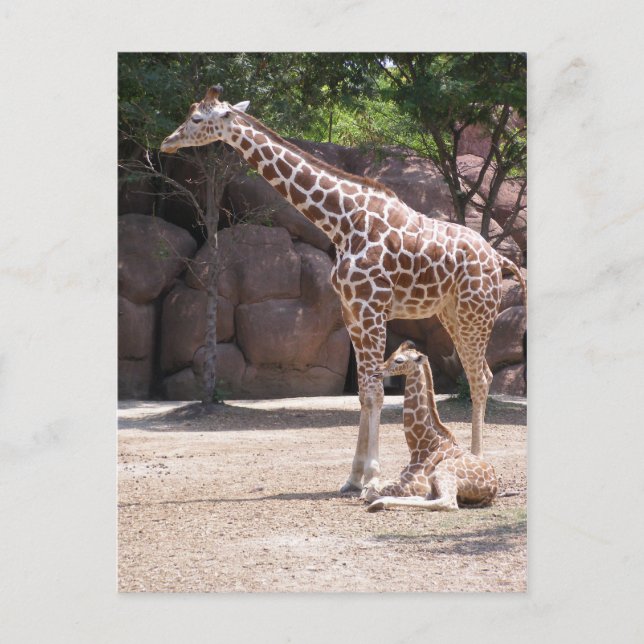 Giraffe Postcard (Front)