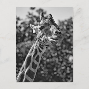 Giraffe Postcard