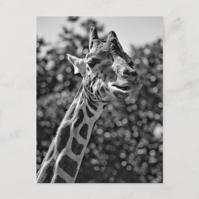 Giraffe Postcard (Front)