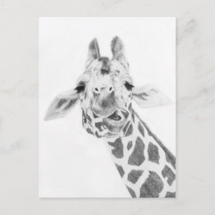 Giraffe Postcard