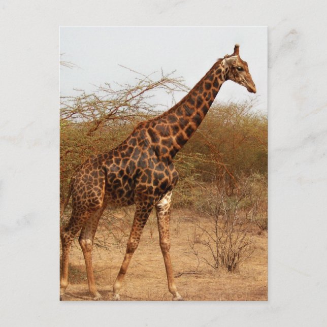 Giraffe Postcard (Front)
