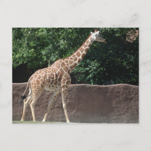 Giraffe Postcard