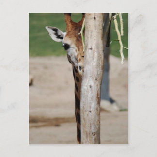 Giraffe Postcard
