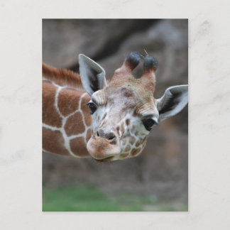 Giraffe Postcard