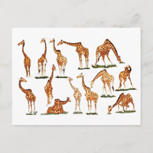 "GIRAFFE"  POSTCARD