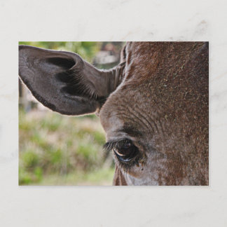 Giraffe Postcard