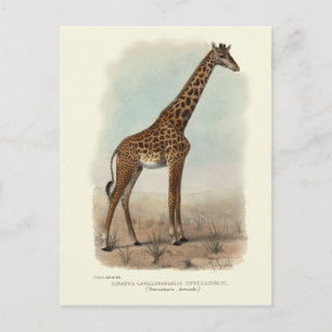 GIRAFFE POSTCARD
