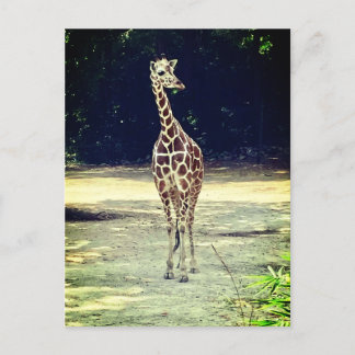 Giraffe Postcard