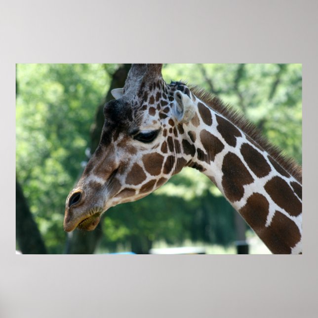 Giraffe Poster (Front)