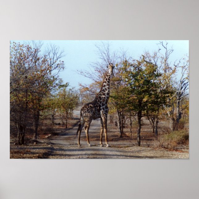 Giraffe Poster (Front)