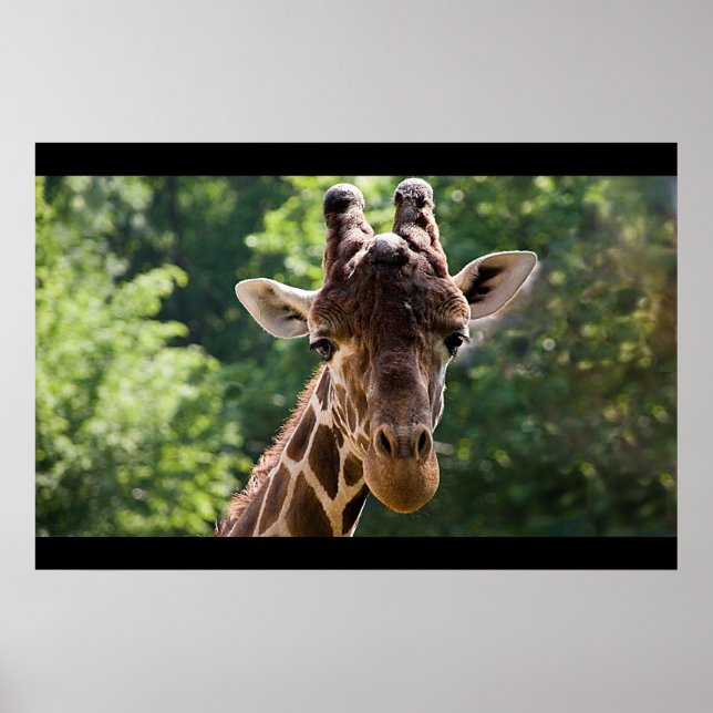 Giraffe Poster (Front)