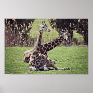 giraffe poster