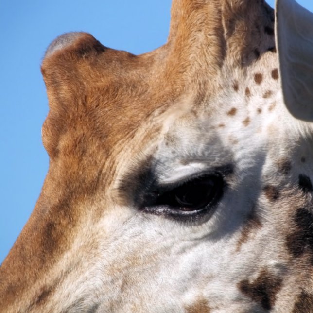 GIRAFFE  POSTER (Creator Uploaded)