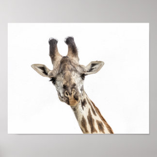 Giraffe Poster