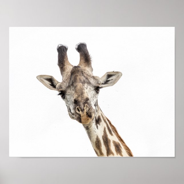 Giraffe Poster (Front)