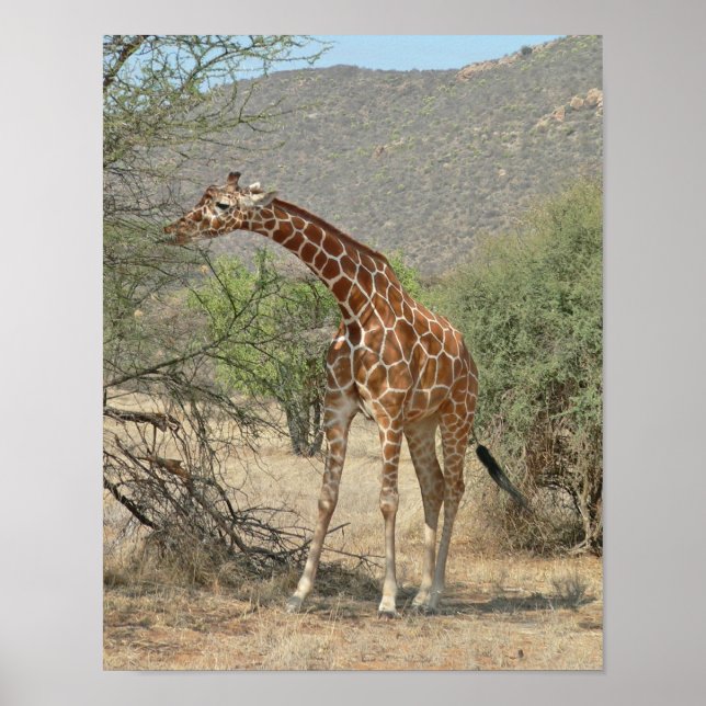 giraffe poster (Front)