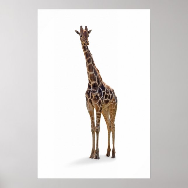 Giraffe Poster Print (Front)