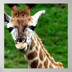 Giraffe Poster Print