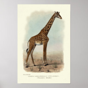 GIRAFFE PRINT