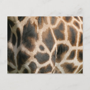 Giraffe Print Pattern Postcard