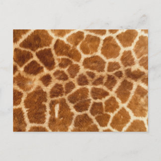 Giraffe Print Postcard