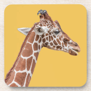 Giraffe profile coaster