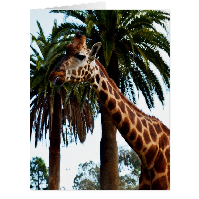 Giraffe Raspberry,_ (Front)