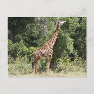 giraffe reach postcard