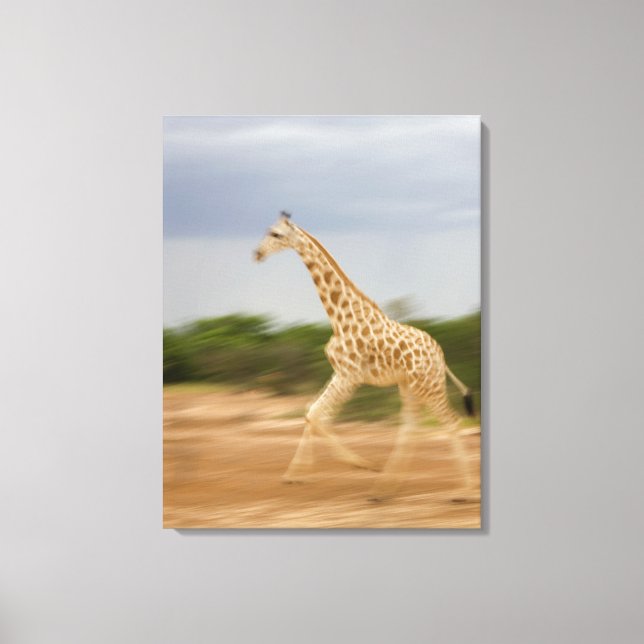 Giraffe running, side view (blurred motion) canvas print (Front)