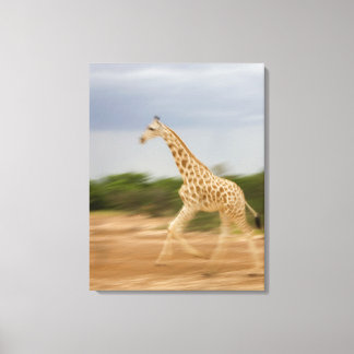 Giraffe running, side view (blurred motion) canvas print