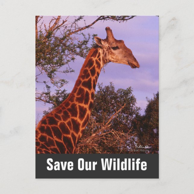 Giraffe Save Our Wildlife Postcard (Front)