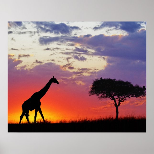 Giraffe silhouetted at sunrise, Giraffa Poster (Front)