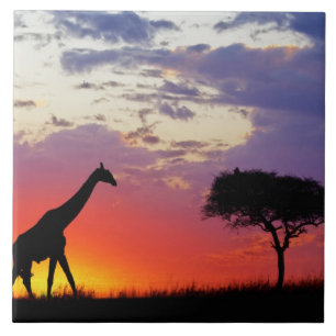Giraffe silhouetted at sunrise, Giraffa Tile