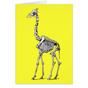 Giraffe Skeleton