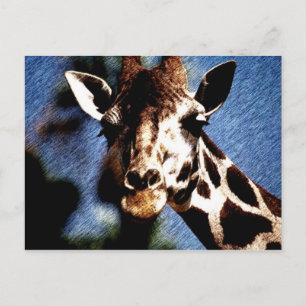 Giraffe Sketch Postcard