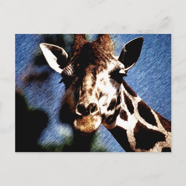 Giraffe Sketch Postcard (Front)