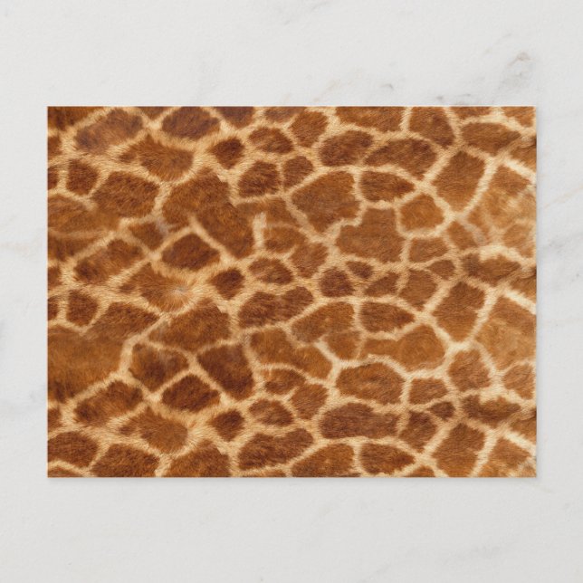 Giraffe Skin Postcard (Front)
