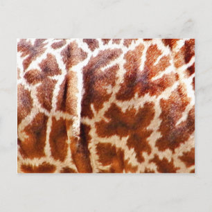 Giraffe Skin_ Postcard